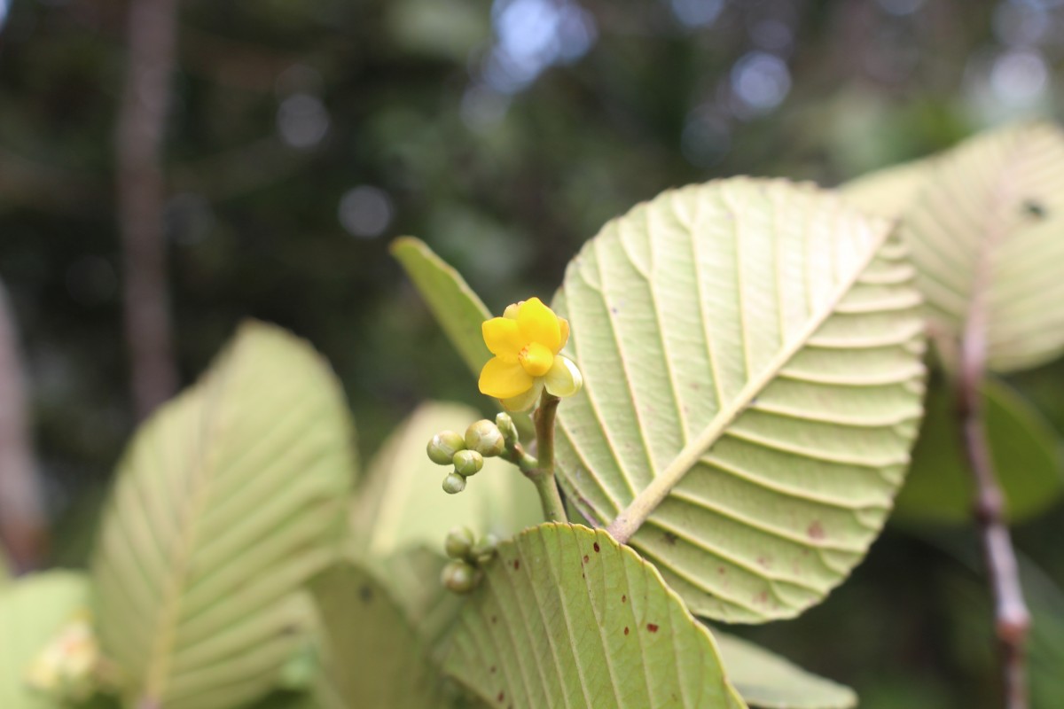 Schumacheria alnifolia Hook.f. & Thomson